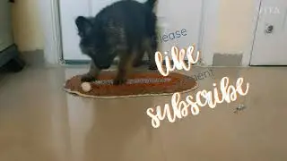 My DODO ❤️ German shepherd Eatting Radish