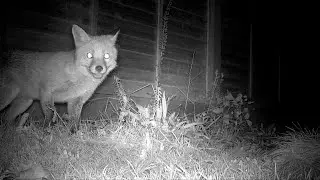  Will The Red Fox Eat The Egg ?