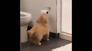 What's a dogs favourite toy? 😅