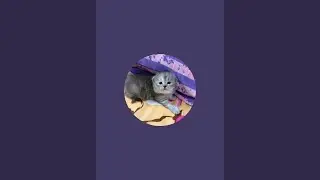 cat_shorts is live