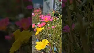 Flower sound with wind #nature #naturelovers #flowers #shorts #love