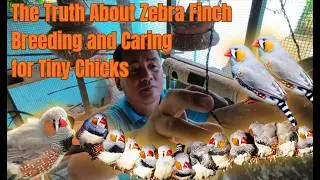 I&rsquo;ve Never Seen Anyone Hand Feed Zebra Finches&hellip; Here&rsquo;s Why!