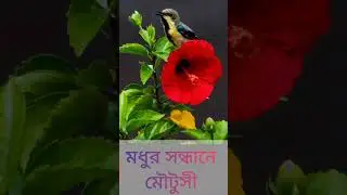 মধুর সন্ধানে মৌটুসী। Birds in search of honey #viral #birds #shorts