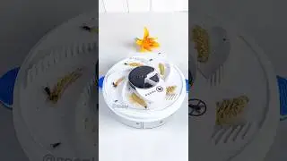La trampa para moscas m&aacute;s efectiva (y &uacute;til)  🪰🚫