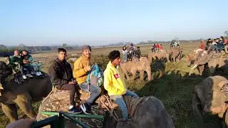 Kaziranga, Elephant Ride// Bagori Range