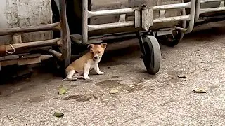 I found a stray puppy; he was very hungry, and I took care of him with love