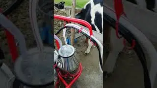 Milking Machine Double Buckets