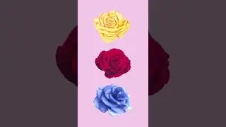 What colour Represent best friends / Colour for Friendship