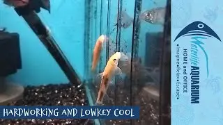 Sucking Catfish  | Waterlife Aquarium Ferntree Gully
