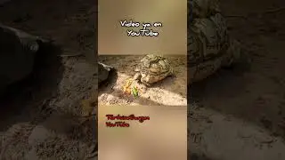 Land tortoise CAN eat peppers, plant foods, vitamins