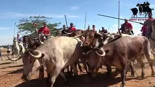 VILLALPANDO:ENCIERRO POPULAR POR EL CAMPO (CON BUEYES)