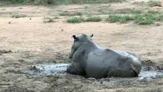 Rhino mudbath