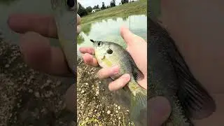 Каждый раз, когда я ловлю РЫБУ, приманка становится БОЛЬШЕ! #рыбалка