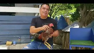 GALLO CENIZO DE ROBERT POLANCO QUE COMPITIÓ EN EL COLISEO DE SAN FRANCISCO HACIENDO MUCHO ESTRAGO