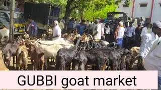 GUBBI goat market part 4@AGRIANIMALS
