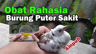 Burung Puter Sakit, Ini Obatnya
