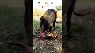 लाडका लक्ष्या ❤️&zwj;🔥🔱🦅