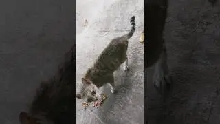 Feeding a mama cat 🍛🐈🤗