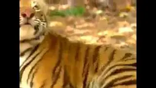 An Angry Tiger Chasing th Wise Monkey Lol!