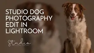 STUDIO DOG PHOTOGRAPHY EDIT IN LIGHTROOM