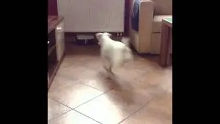 N&aacute;&scaron; akčn&iacute; pes Roxi - video 2 (by PrankCouple)