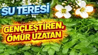 SU TERESİ, D&uuml;nya'nın En Sağlıklı Besini Mi.?(Gerdeme - Ispatan - G&uuml;zzık  - YenebilirOt - watercress)