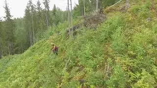Ungskogpleie i bratt terreng