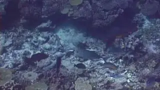 Egg Care in Triggerfish