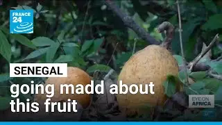 Senegal is going madd about the fruit &bull; FRANCE 24 English