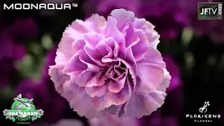 A COMPILATION OF SONGS ABOUT FLOWERS