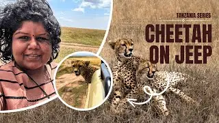 Cheetah on Top of Safari Jeep | Ep 6 Indian in Tanzania Safari | Cheetah vs Human