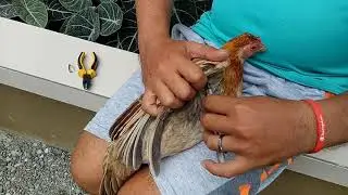 Pagkabit ng wingband sa pakpak