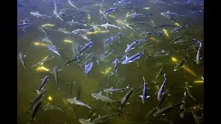 SNOOK FEEDING FRENZY!!!
