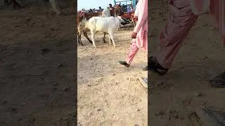 sharabi bachda mandi maweshi multan#pakistan CATTEL farm #i love BILAL CATTAL Farm