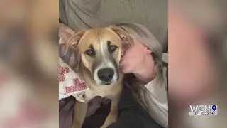 Chance encounter on Alabama beach leads to dog finding new home