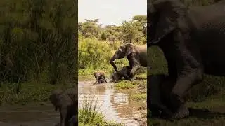 An elephant saves a lion from a swamp, but the lion attacks the baby elephant. #animals #shorts