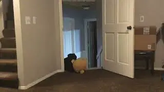 ball shot