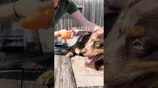 The best brush for dog shedding 🐶