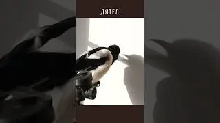 Домашний дятел в теле сороки #magpie #vinchago #сорока