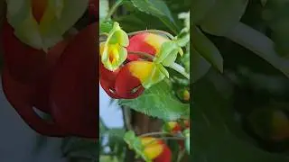 Congo cockatoo or parrot plant at Butchart Gardens, BC 🇨🇦