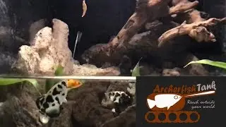 Archerfish Spitting and Hitting Shrimp
