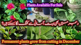 Growing Hardy Perennial Plants from Cuttings in Winter(DecemberTips)Hardy perennials #theflowerbox  