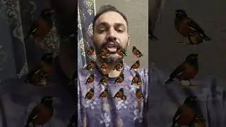 टोटल कितने पंक्षी है #Myna #reels #viral #puzzle #challenge #game #reelsviralシ #game #Number