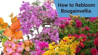 How to Rebloom Bougainvellia.