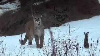 M2D CAMO Calling in a Cougar