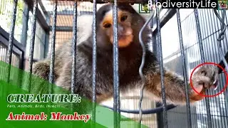 CREATURE _40: Animal: Monkey