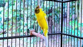 The Best Canary Sounds!! Belgian Canary Singing for Training
