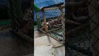 Guerreiro da pesca hoje em alto mar #pescaria #pesca #shorts