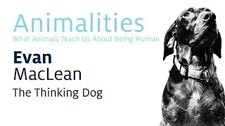2019 Animalities: The Thinking Dog