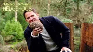 Saving Britains Hedgehogs Channel  5 -  Break Free